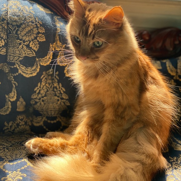 Meet your Posher, Nicole - Picture 12 of 16